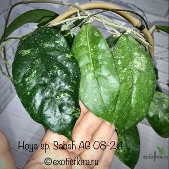 Hoya sp. Sabah AG 08-24