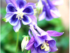 Аквилегия голубая (Водосбор голубой)