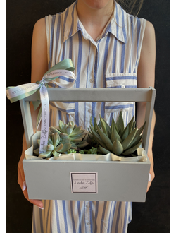 Ящик с растениями, суккуленты купить, необычные подарки, композиции с суккулентами, подарок маме