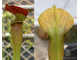 Sarracenia Red lid (flava x alata)