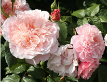 2514 Весна2024 Роз де Толбиак Rose de Tolbiac (плет., клаймб.)
