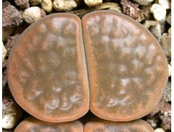 Lithops hookeri v.subfenestrata C021 (MG) - 10 семян