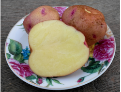 Картофель Бородянский розовый