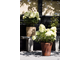 Литтл Пассион гортензия метельчатая (Hydrangea paniculata `Little Passion`)