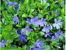 Барвинок малый Sebastian