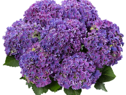 Curly  Sparkle Blue Purple (Керли Спаркле Блу Пурпле), Контейнер С-2