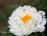 Paeonia Petite Porcelain