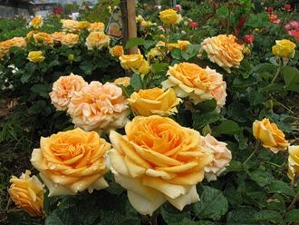 Каппучино (Cappucino ), Ч/Г, Tantau Каппучино (Cappucino ), Ч/Г, Tantau