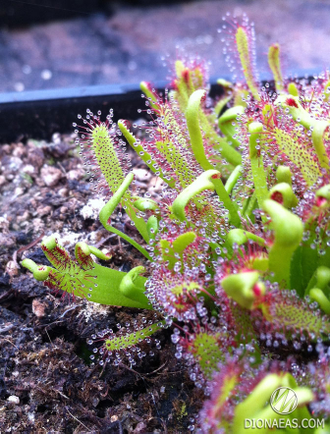 Drosera "Capensis Cretee"