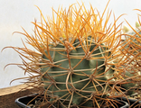 Ferocactus (1)