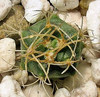 Submatucana paucicostata