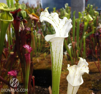 Sarracenia Leucophylla Alba