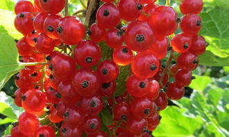 Смородина красная Маарсес Проминент (С5)