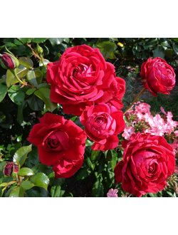 Репаблик де Монмарт  (Republique de Montmartre ® (DELparfrou)) роза. ЗКС