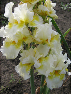 БИ Э ДРИМ (BE A DREAM) Нисуонгер*92 ПОВТОРНОЦВЕТУЩИЙ