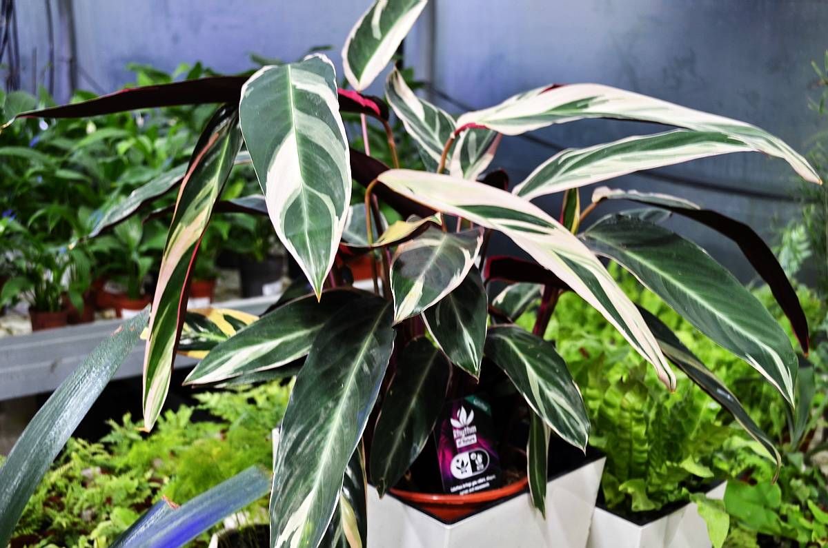 Калатея триостар Calathea Triostar Pink