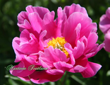 Paeonia Foxtrott