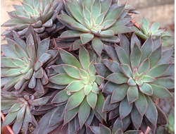 Graptopetalum Rusbyi