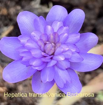 Hepatica transillvanica &quot;Barbarossa&quot;