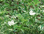 Бузина черная Вариегата (Sambucus nigra Variegata)