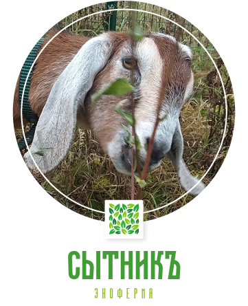 Нубийские козы на ферме СытникЪ Московской области