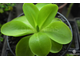 Pinguicula Tina