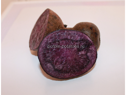 Сорт картофеля Сирень (Фиолетовый)