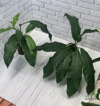 Ficus (T18) Mango leaf / фикус Нервоза