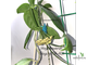 Hoya chewiorum (CR40)