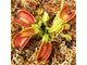 Dionaea muscipula "Schuppenstiel"