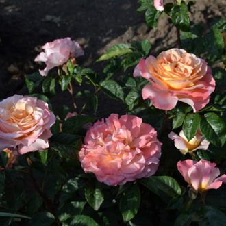 Августа Луиза роза