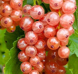 Смородина красно-белая Прыгажуня (С5)