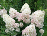 Гортензия метельчатая Фантом С5