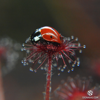 Drosera "Paradoxa"