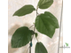 Ficus Sp. / фикус природник