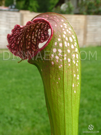 Sarracenia Excellens