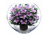Композиция из орхидей, ELO-01 / Цветы в стекле / Орхидеи в стекле / Подарок к 8 марта