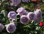 Роза шраб Новалис