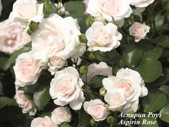 2174 Весна2024 Аспирин Роуз Aspirin Rose (флор.)