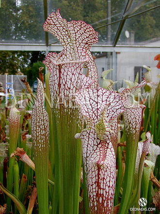 Sarracenia Leucophylla pink and purple pitchers,  vigorous and tall plant