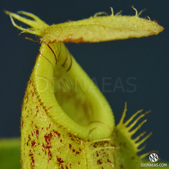 Непентес Хукериана | Nepenthes Hookeriana