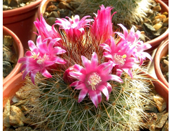 Mammillaria spinosissima - 5 семян