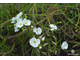 Drosera "Binata Extrema Multifida"