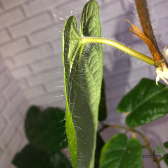 Ficus sp.(T25) aff villosa (big leaf) / фикус виллоза крупный лист