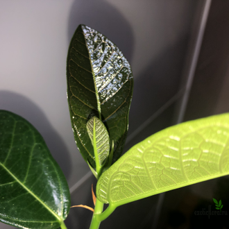 Ficus sp.(T01) Indonesia / Фикус Индонезия природник