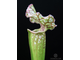 Sarracenia Leucophylla hybrid A