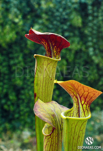 Sarracenia hybrid 13