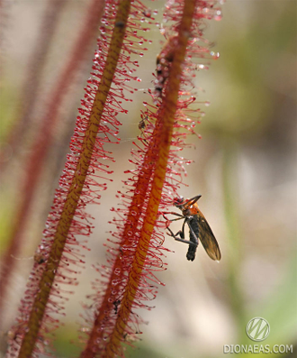 Drosera "Filiformis Red"