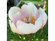 Paeonia h. “Lovely Edda”