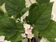 Clerodendrum philippinum / Клеродендрум филиппинский ароматный